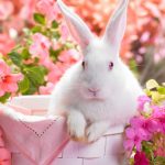 easter pic